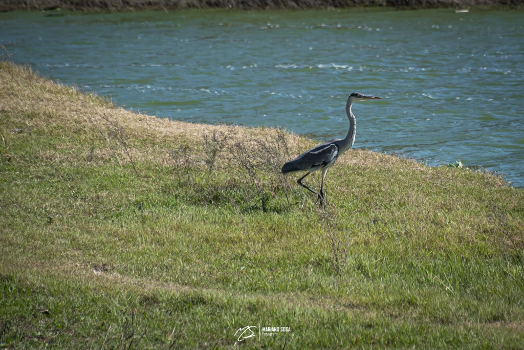 Garza Mora